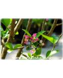 Malpighia glabra - Barbados Cherry, Acerola