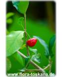 Malpighia glabra - Barbados Cherry, Acerola