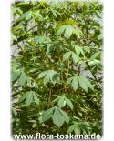 Manihot esculenta - Maniok (Pflanze), Tapioka