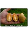 Manilkara zapota - Sapote, Sapodilla, Chiku