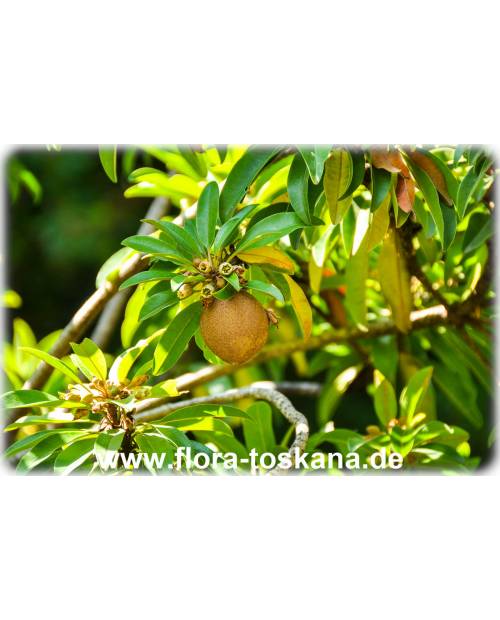 Manilkara zapota - Sapote, Sapodilla, Chiku