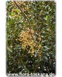 Melia azedarach - Paternosterbaum, Zedrachbaum, Persischer Flieder, Chinesischer Holunder