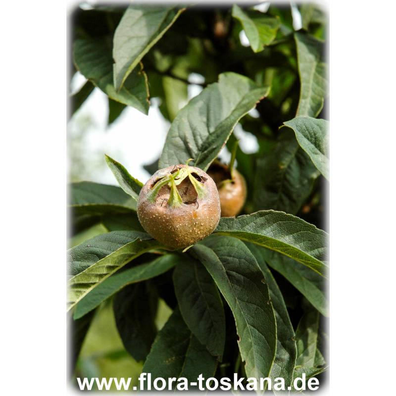 Mespilus germanica - Echte Mispel | FLORA TOSKANA
