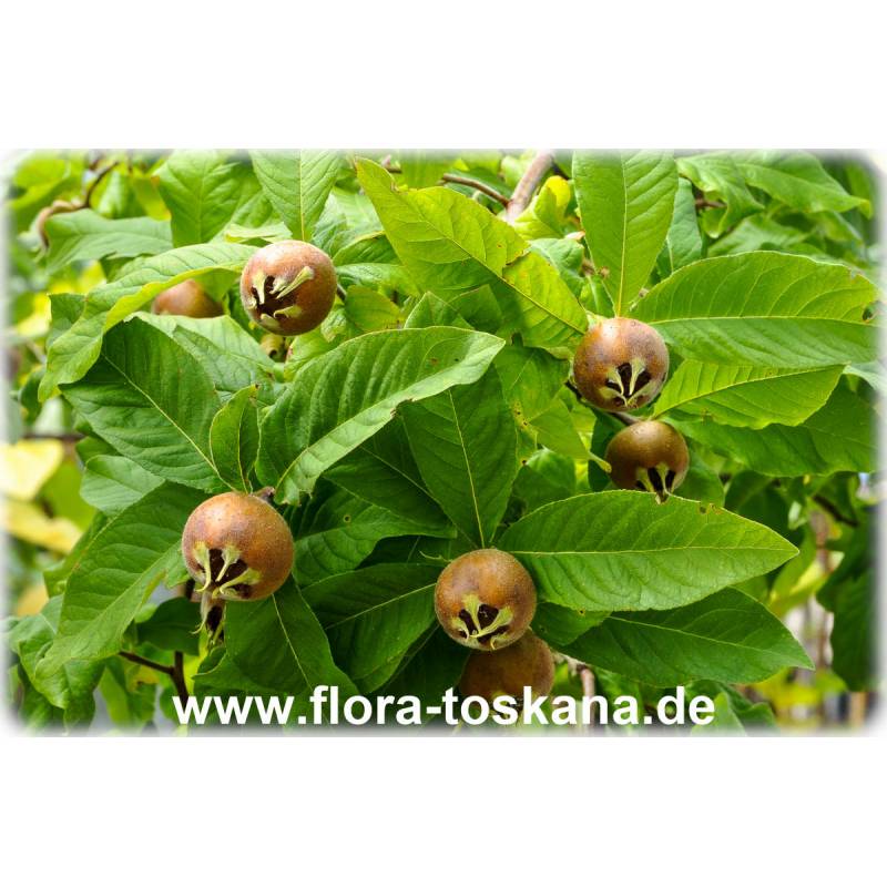 Mespilus germanica - Echte Mispel | FLORA TOSKANA