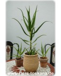 Aloe arborescens - Kandelaber-Aloe