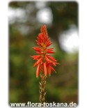 Aloe arborescens - Kandelaber-Aloe