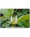 Michelia alba - Weiße Michelia, Weiße Champaka
