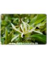 Michelia alba - Weiße Michelia, Weiße Champaka