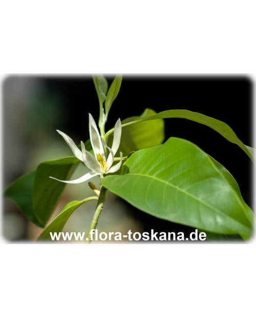 Michelia alba - Weiße Michelia, Weiße Champaka