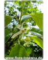 Michelia alba - Weiße Michelia, Weiße Champaka