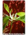 Michelia alba - Weiße Michelia, Weiße Champaka