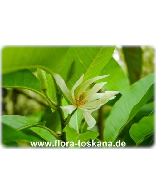Michelia alba - Weiße Michelia, Weiße Champaka
