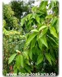 Michelia champaka - Champaka, Joy Perfume Tree
