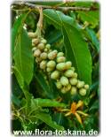 Michelia champaka - Champaka, Joy Perfume Tree