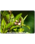 Michelia figo, Magnolia figo - Bananenstrauch