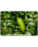 Microcitrus papuana - Finger Lime, Citrus Apple