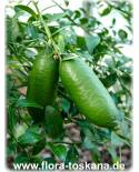 Microcitrus papuana - Finger Lime, Citrus Apple