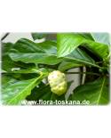 Morinda citrifolia - Noni (Pflanze), Noni-Baum, Indische Maulbeere
