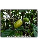 Morinda citrifolia - Indian Mulberry, Noni