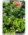 Moringa oleifera - Meerrettichbaum, Behennussbaum, Trommelstockbaum, Behenbaum