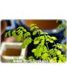 Moringa oleifera - Meerrettichbaum, Behennussbaum, Trommelstockbaum, Behenbaum