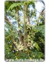 Moringa oleifera - Meerrettichbaum, Behennussbaum, Trommelstockbaum, Behenbaum