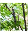 Moringa oleifera - Meerrettichbaum, Behennussbaum, Trommelstockbaum, Behenbaum