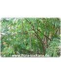 Moringa oleifera - Ben Oil, Horseradish Tree
