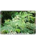 Moringa oleifera - Ben Oil, Horseradish Tree