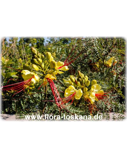 Caesalpinia gilliesii - Paradiesvogelbusch Caesalpinia gilliesii - Paradiesvogelbusch