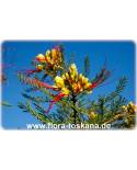 Caesalpinia gilliesii - Paradiesvogelbusch