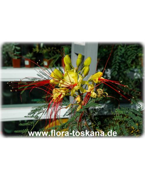 Caesalpinia gilliesii - Paradiesvogelbusch Caesalpinia gilliesii - Paradiesvogelbusch