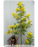 Acacia dealbata - Silber-Akazie, Gelbe Mimose