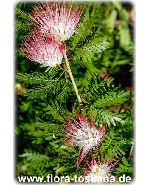 Calliandra surinamensis - Rosa Puderquastenstrauch