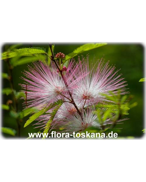 Calliandra surinamensis - Rosa Puderquastenstrauch