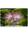 Calliandra surinamensis - Rosa Puderquastenstrauch