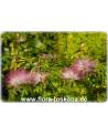 Calliandra surinamensis - Rosa Puderquastenstrauch