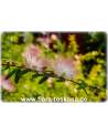 Calliandra surinamensis - Rosa Puderquastenstrauch