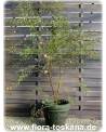 Calliandra surinamensis - Rosa Puderquastenstrauch