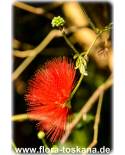 Calliandra tweedii - Roter Puderquastenstrauch