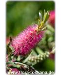 Callistemon citrinus 'Mauve Mist' - Pink Bottlebrush