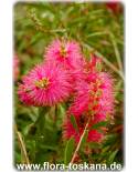 Callistemon citrinus 'Perth Pink' - Rosa Zylinderputzer, Pfeifenputzer, Lampenputzer 