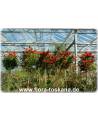 Callistemon citrinus - Crimson Bottlebrush