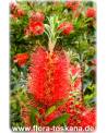 Callistemon citrinus - Crimson Bottlebrush