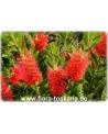 Callistemon citrinus - Crimson Bottlebrush