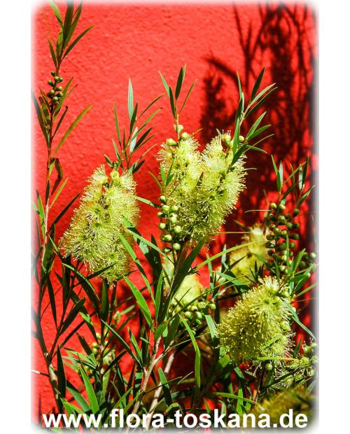 Callistemon salignus - Yellow Bottlebrush