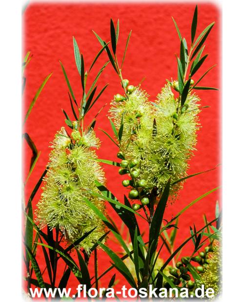 Callistemon salignus - Yellow Bottlebrush
