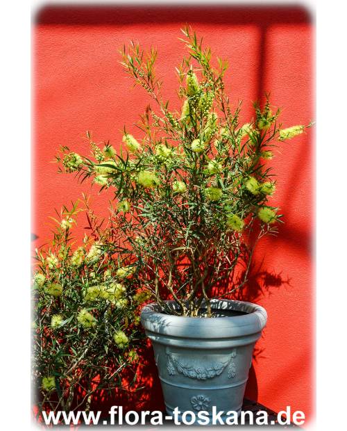 Callistemon salignus - Yellow Bottlebrush