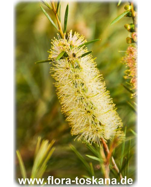 Callistemon salignus - Yellow Bottlebrush
