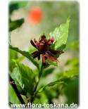 Calycanthus floridus - Eastern Sweetshrub, Carolina Allspice